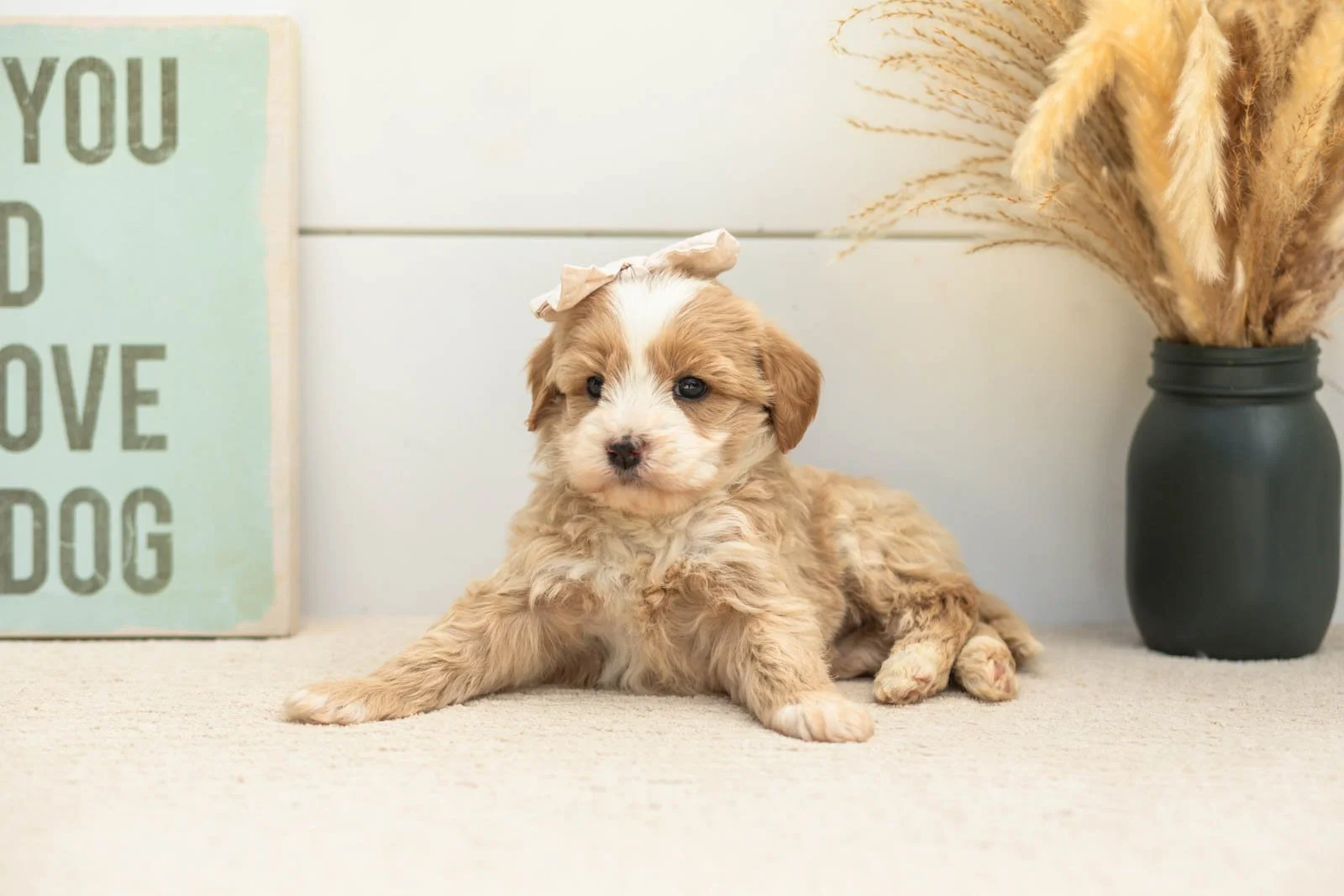 Indigo goldendoodle for sale(3).jpg