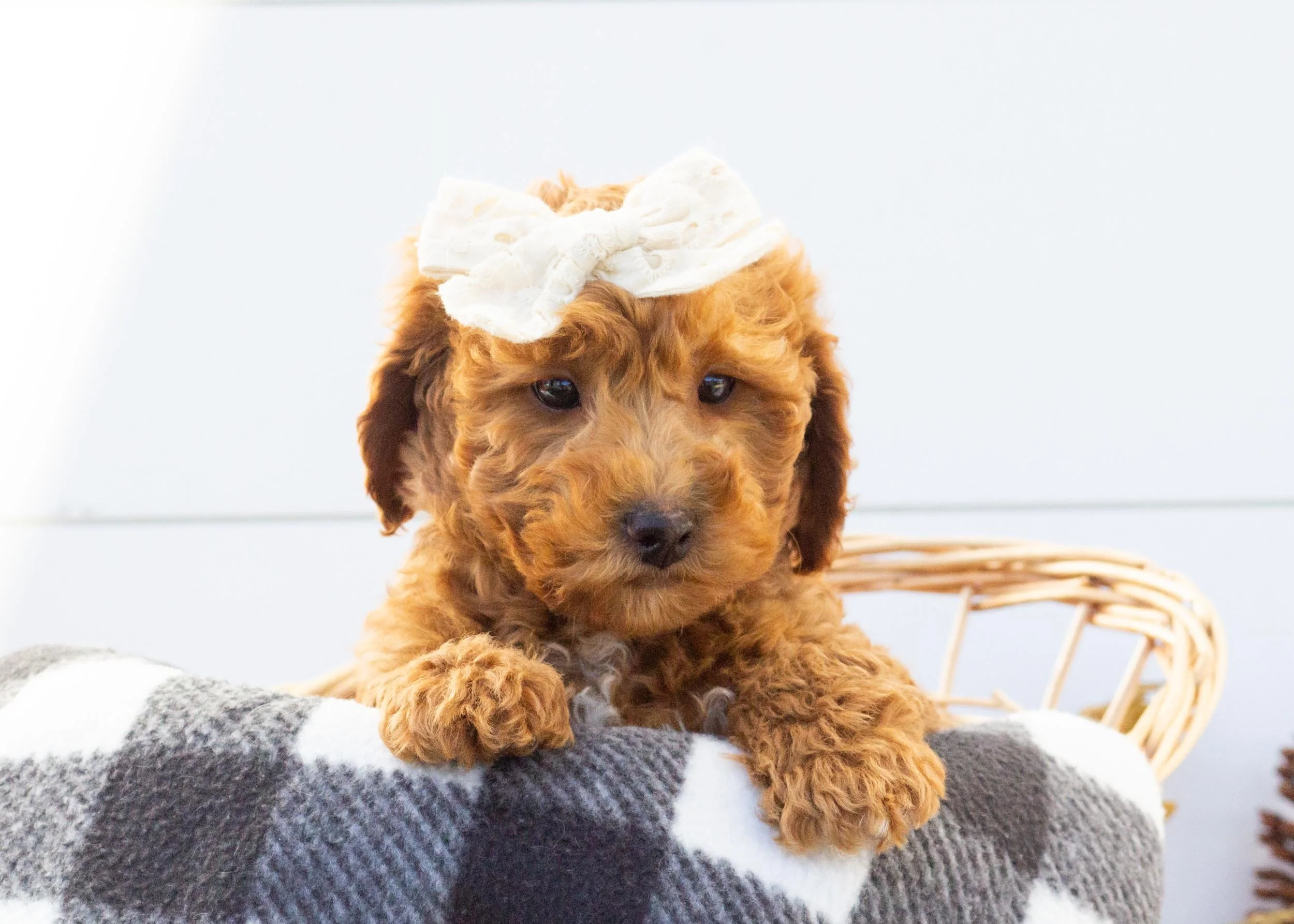 Micro GoldenDoodles For Adoption — Family Bred Puppies