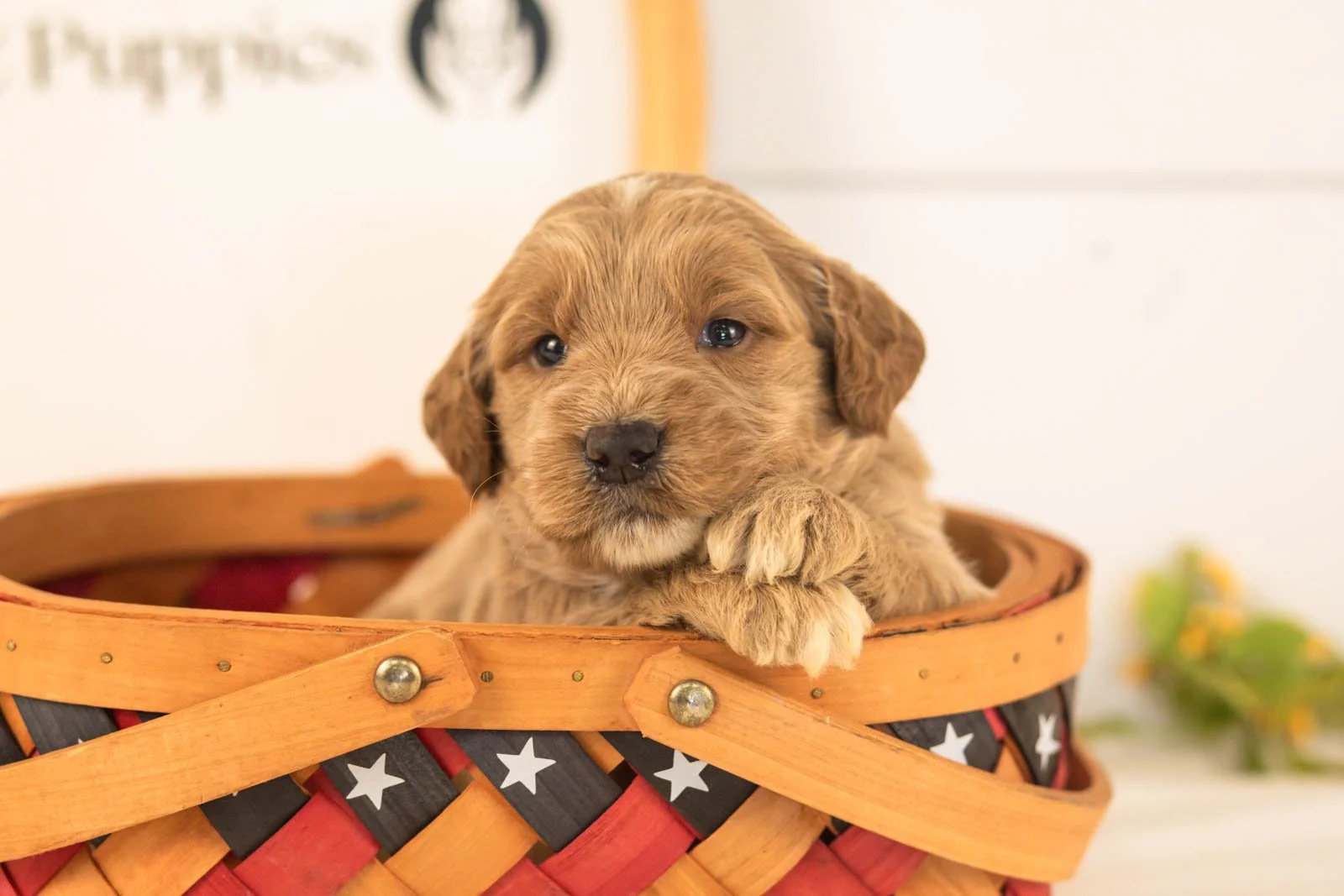 Max goldendoodle for sale(3).jpg
