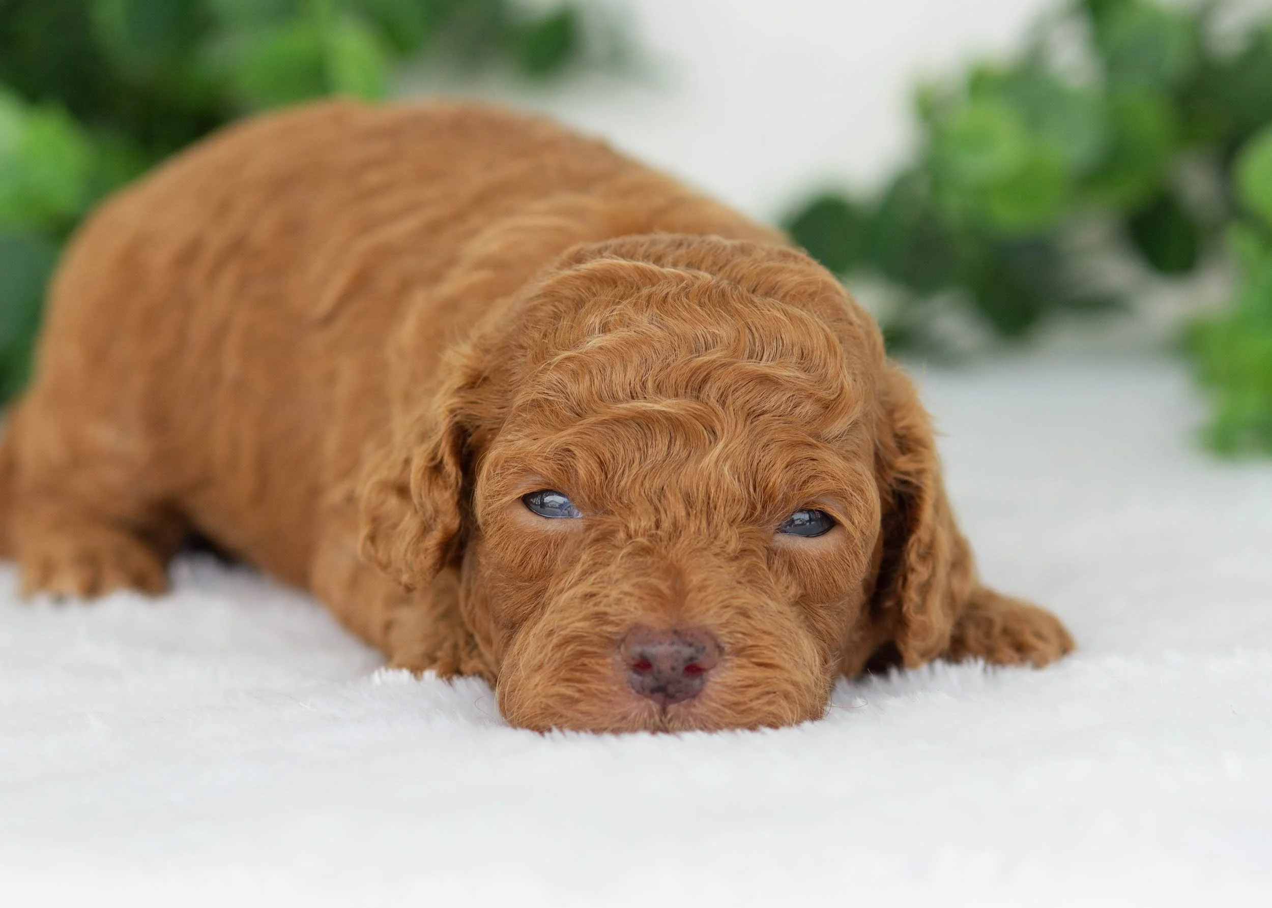 Edward Goldendoodles for sale0.jpg