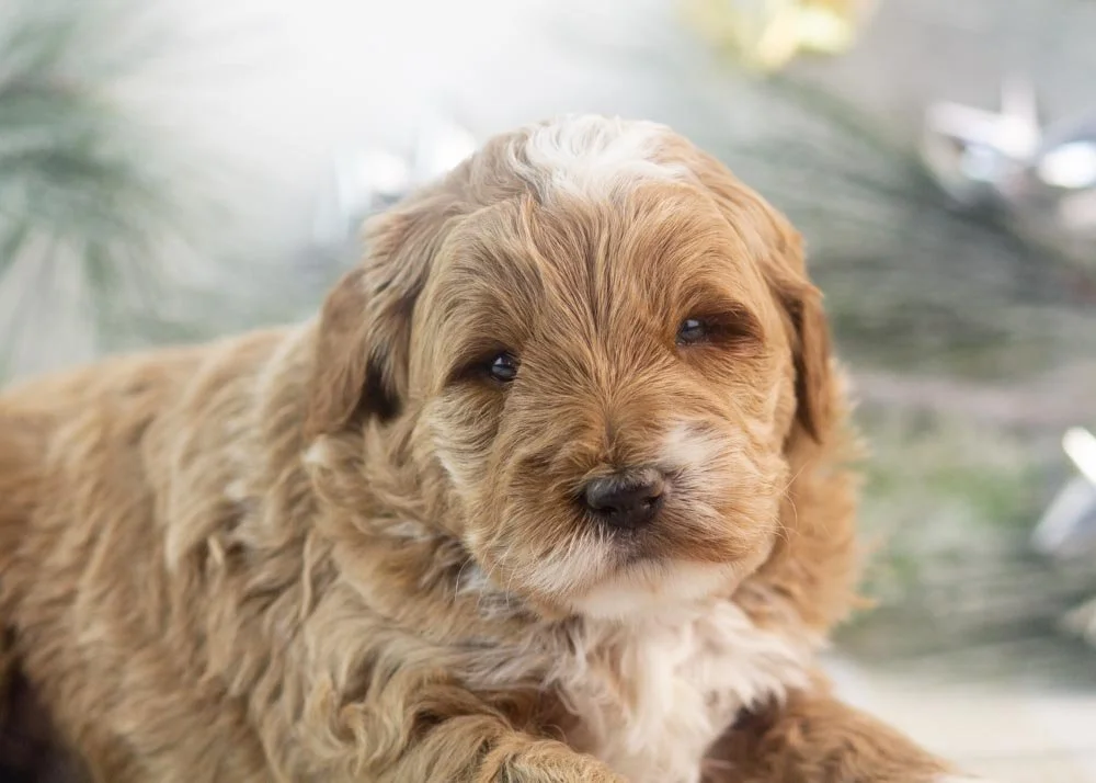 Brax goldendoodle for sale(3).jpg
