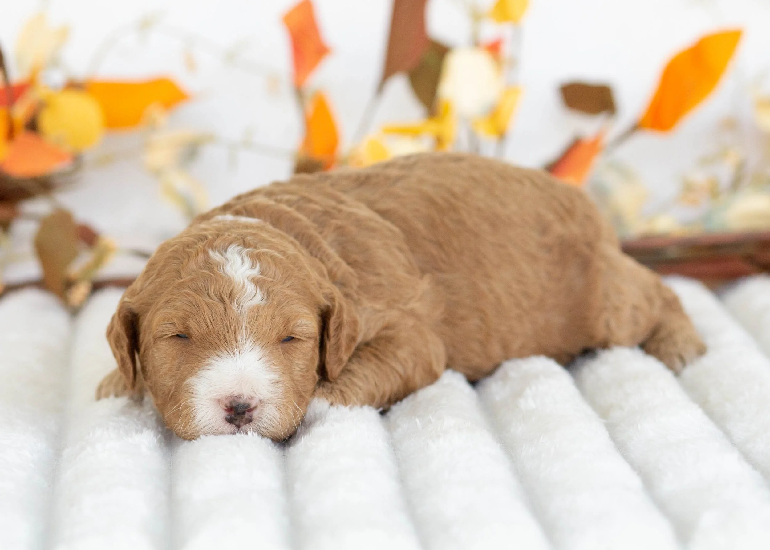 Dior goldendoodle for sale.jpg