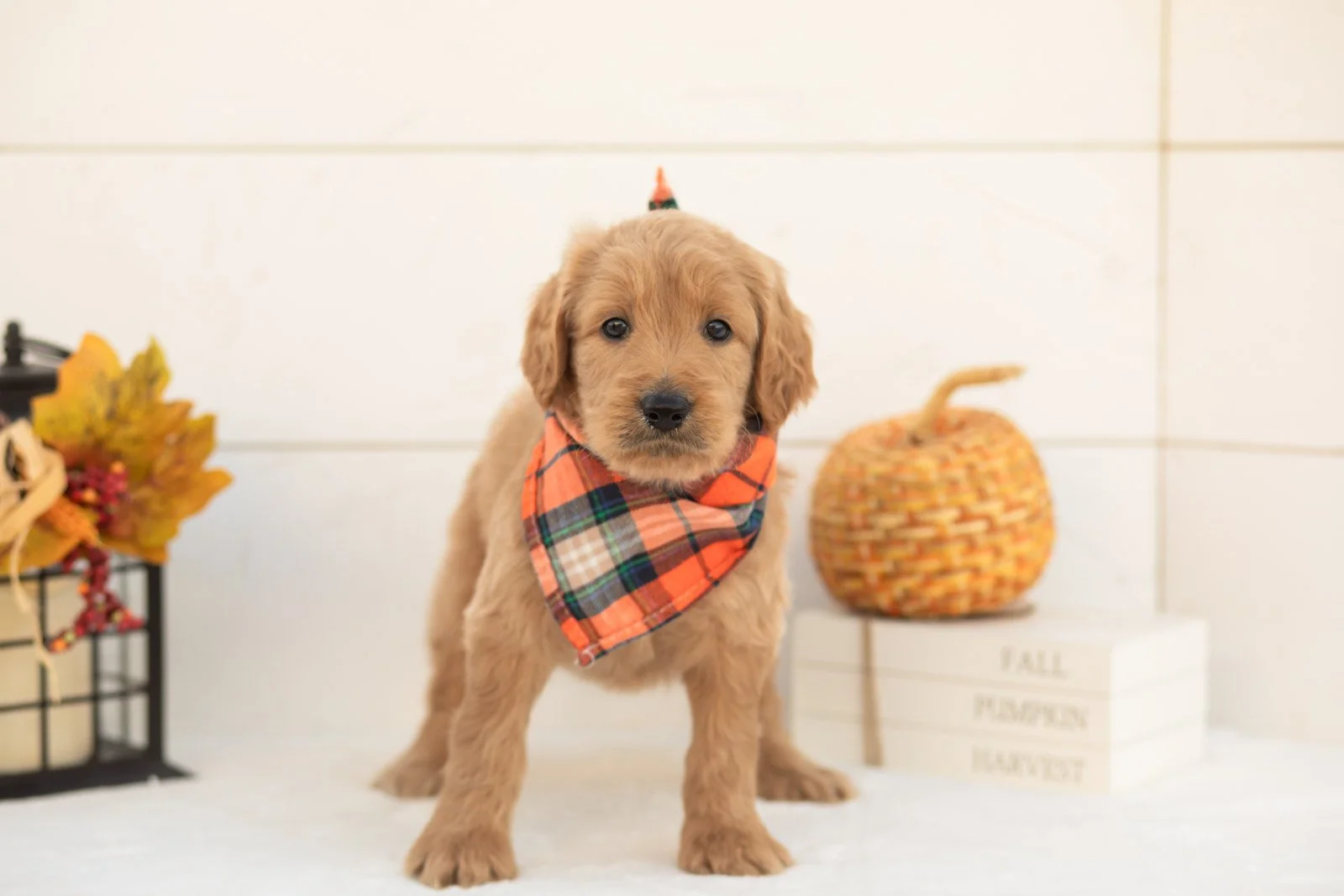 Scarecrow goldendoodle for sale 3.jpg