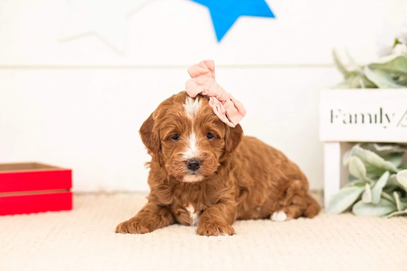leia goldendoodle for sale.jpg