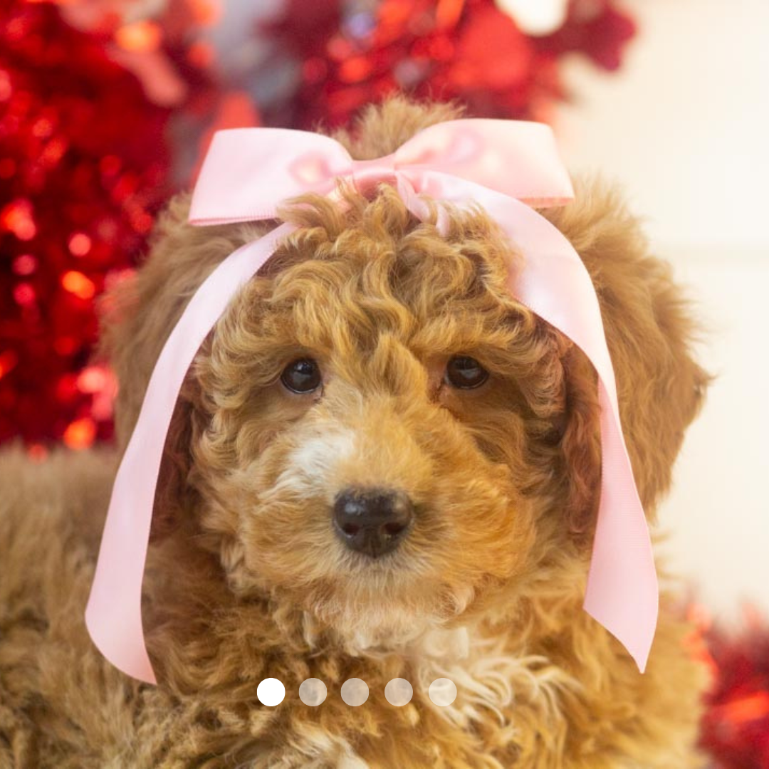 Copy of FBP Design.png