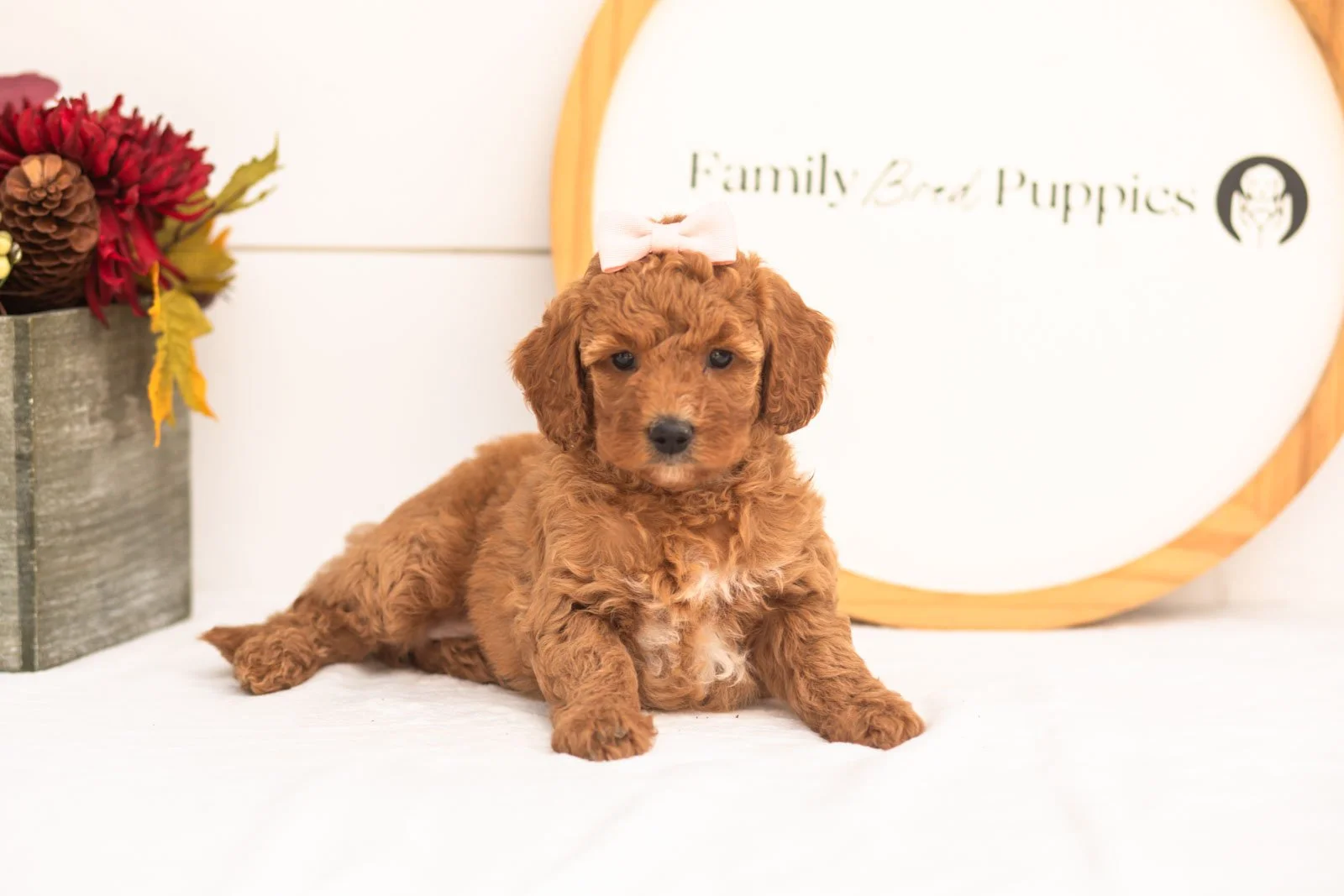 Glow goldendoodle for sale.jpg