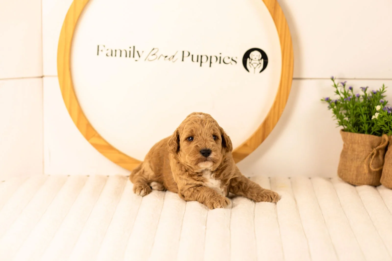 Ikia goldendoodle for sale.jpg