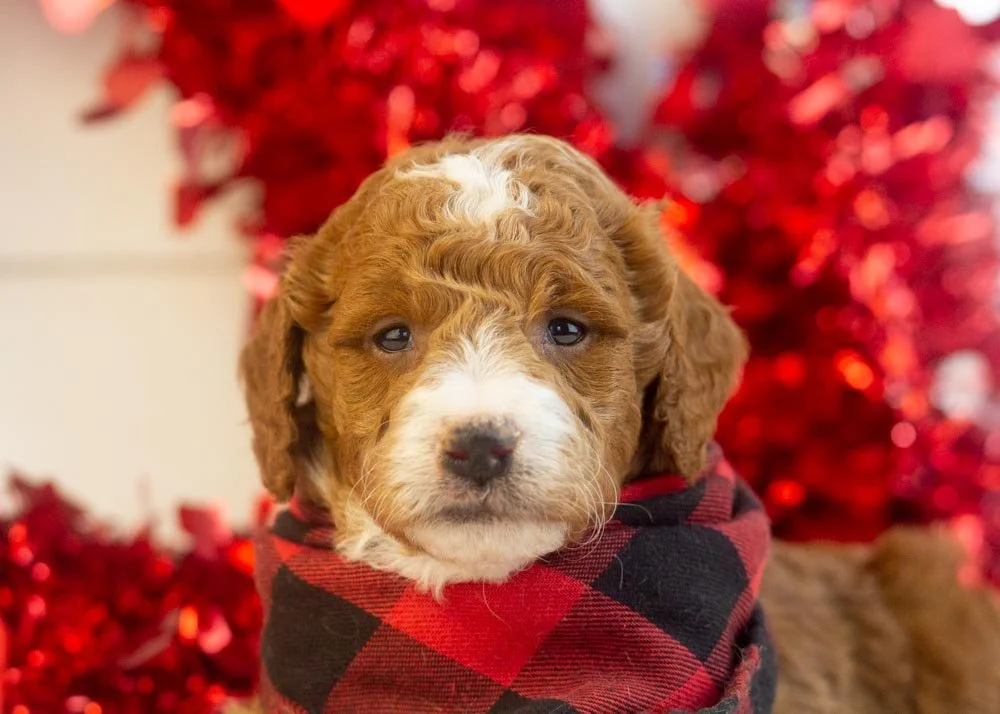 Riff goldendoodle for sale(2).jpg