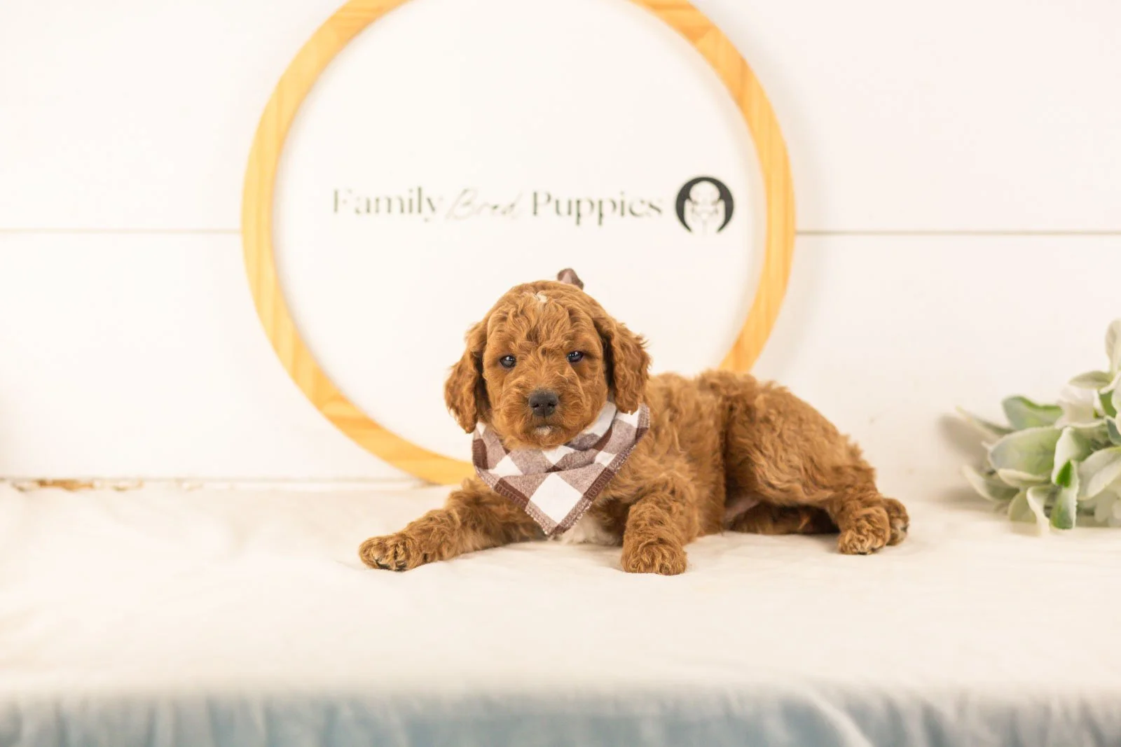 Denali goldendoodle for sale.jpg