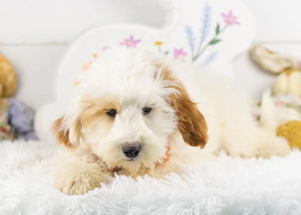 buddy goldendoodle for sale(1).jpg