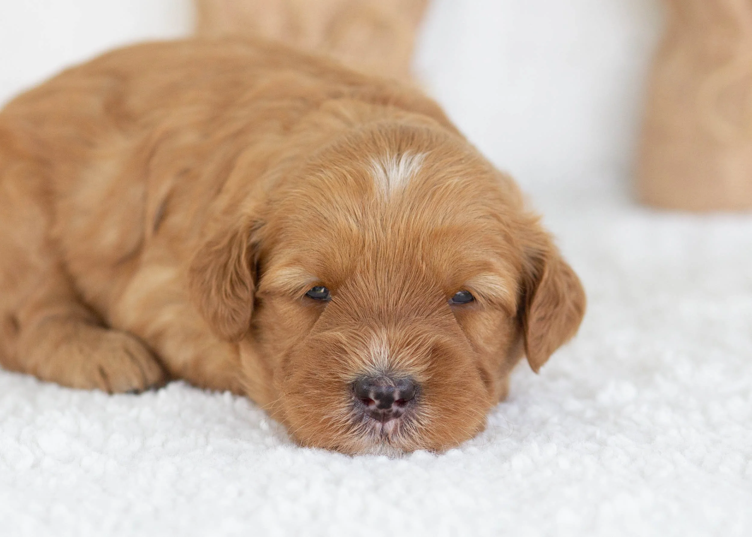 Carmel Apple Goldendoodle for sale(1).jpg