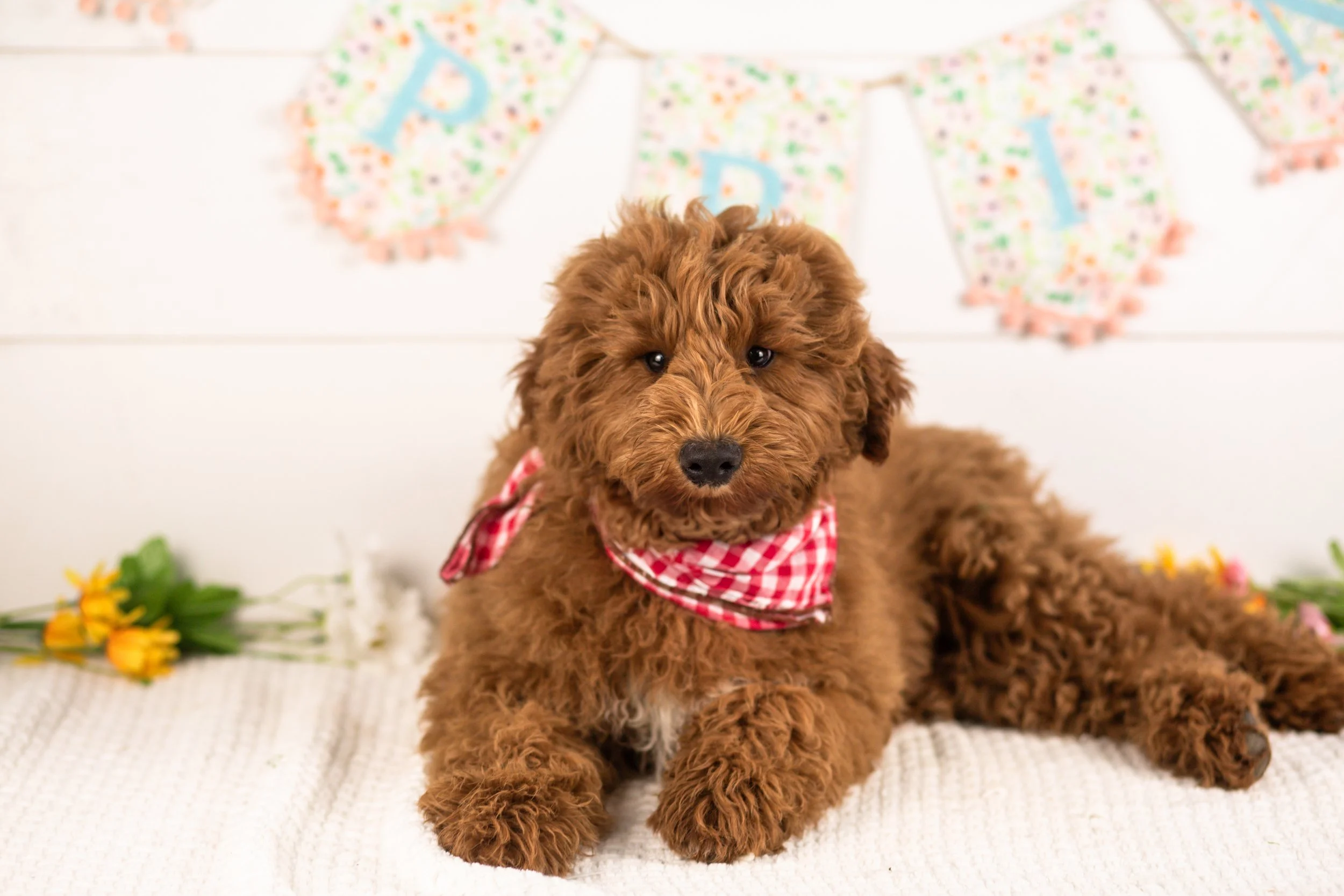 goldendoodle for sale
