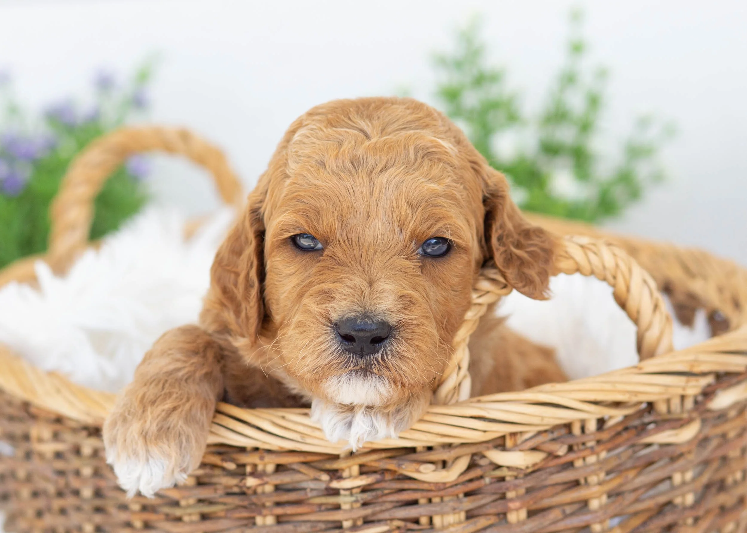 Bunker goldendoodle for sale.jpg