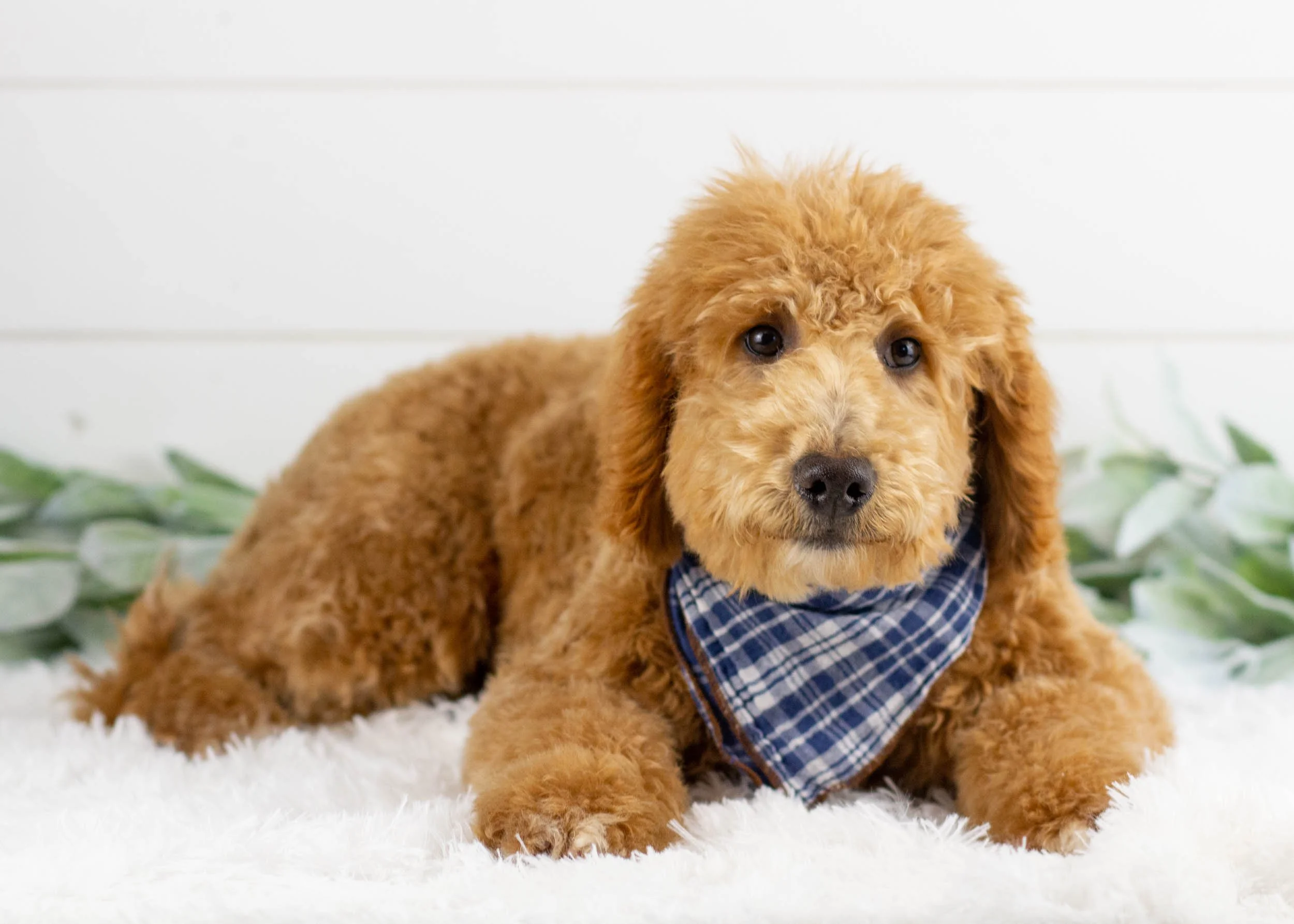 Teacup Poodle Poodle Rescue New England Animal Shelter Ne Poodle