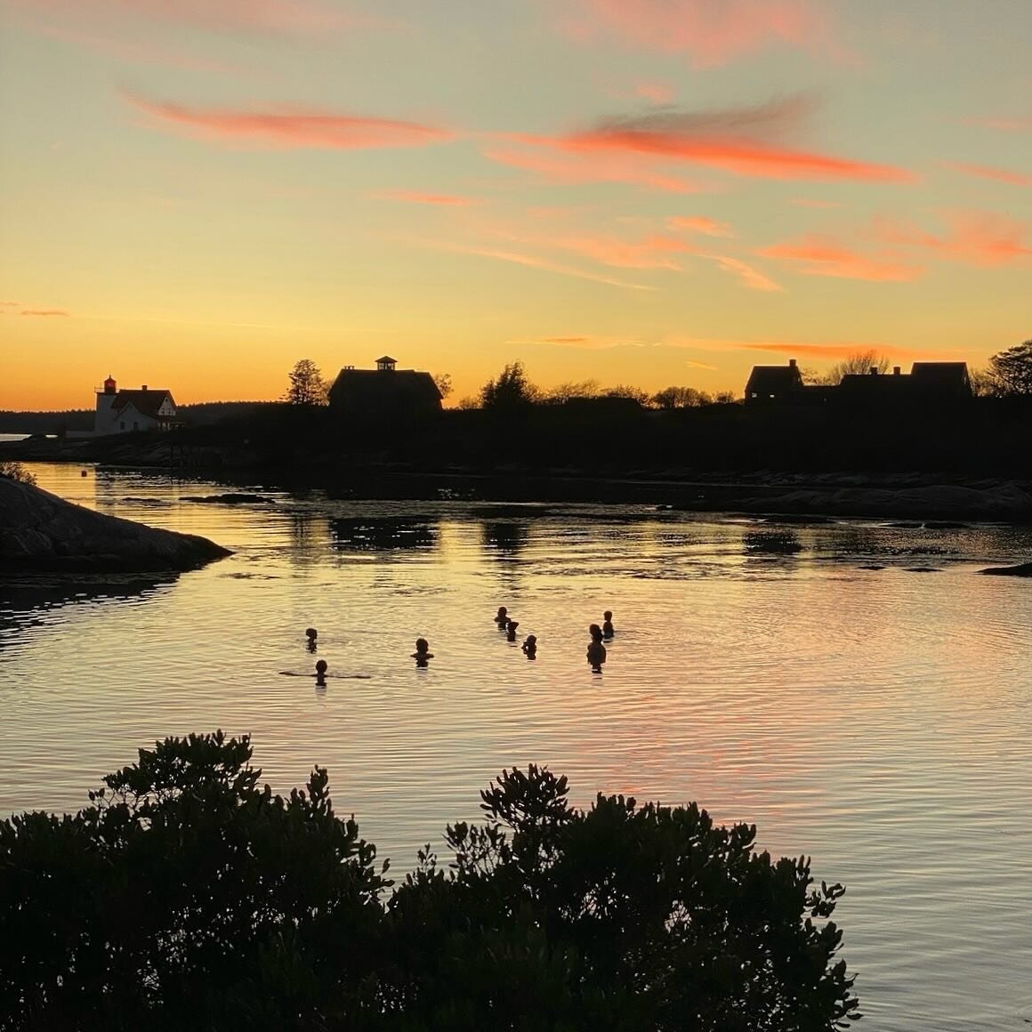 Have you ever been curious what all the hype about deliberate cold exposure is for? By now you must have heard there is a group of wacky people getting in the water at Hendricks Head beach every day. They get into the water to heal their bodies and m