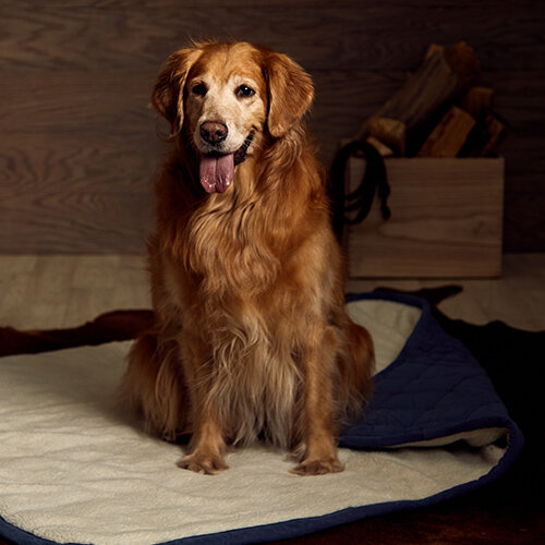 319062_Pendleton_Pets_HP.jpg