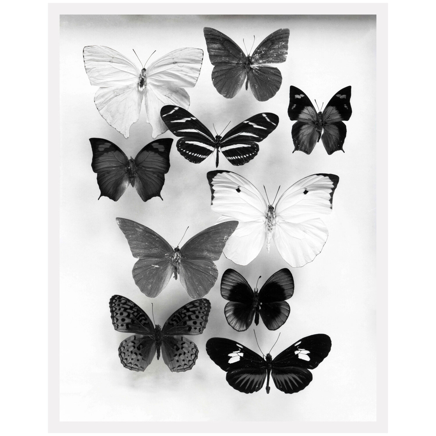 AF MARIPOSAS B030_1_R_WF.jpg
