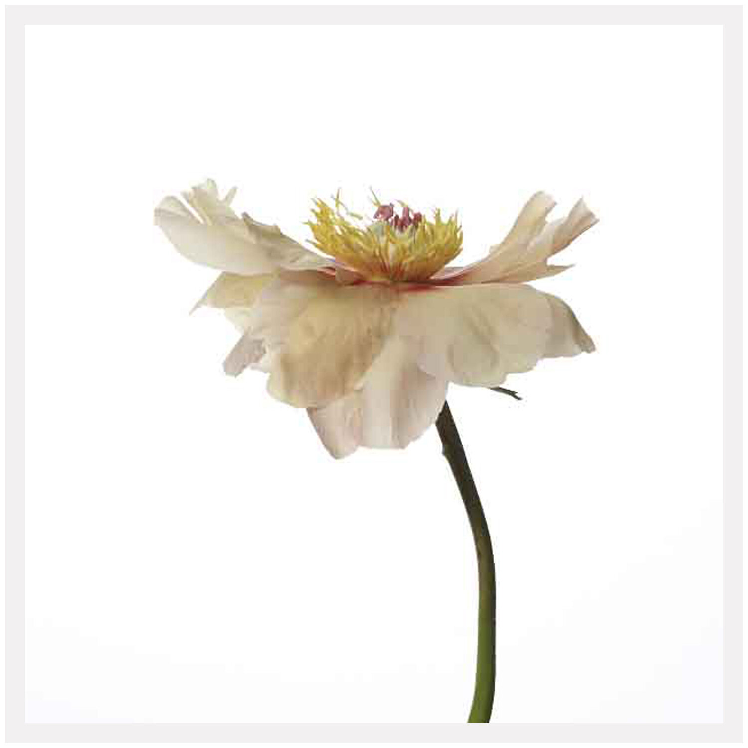 SquareFlower1_R_WF.jpg