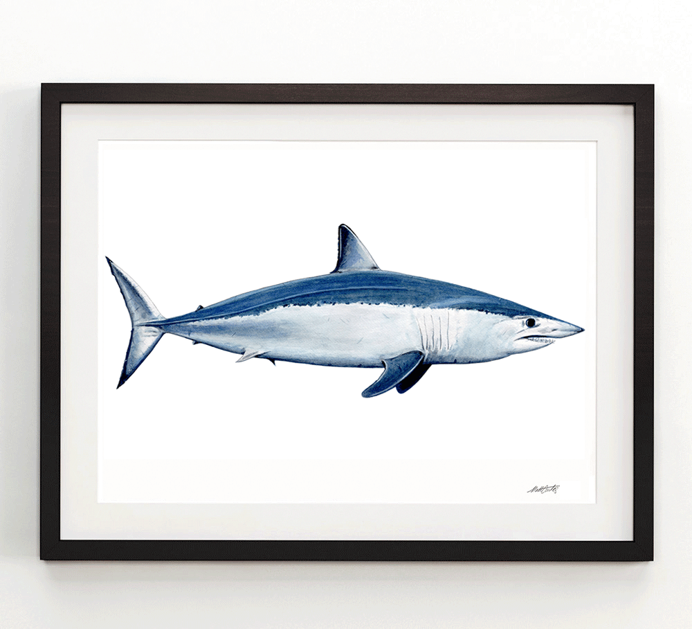 Mako-Shark-framed.png
