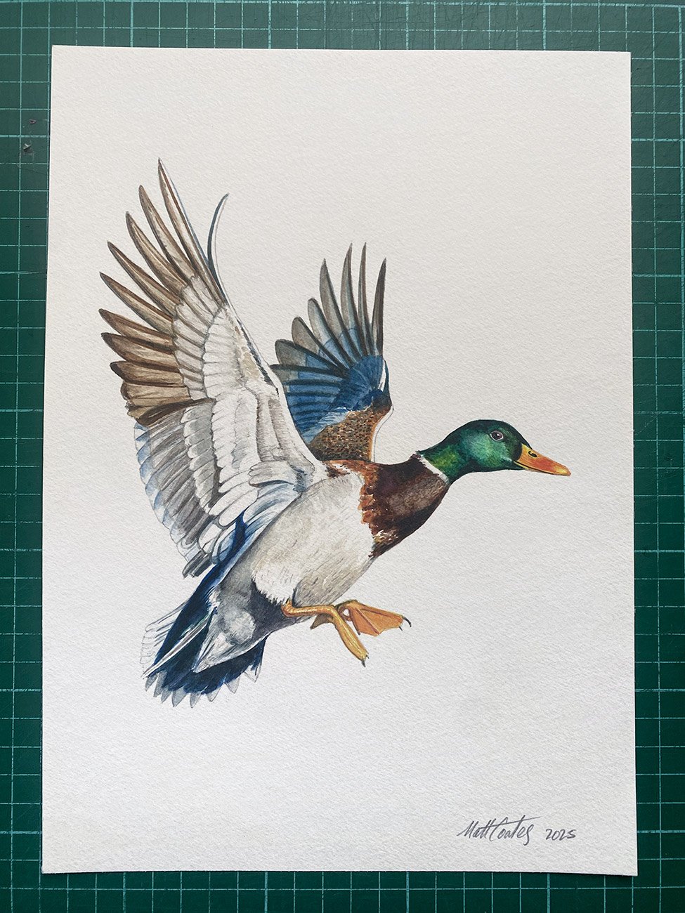 mallard-duck-original.jpg