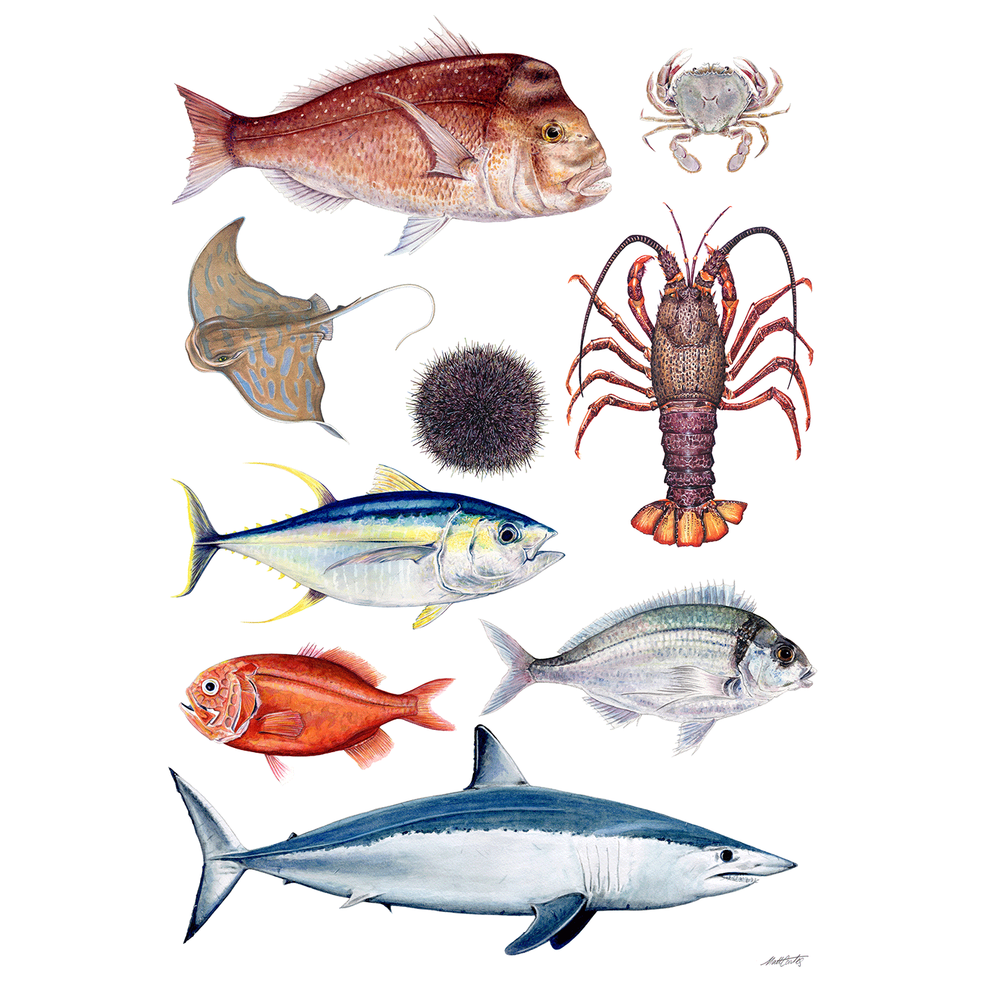 ocean-life-collection-2026.png