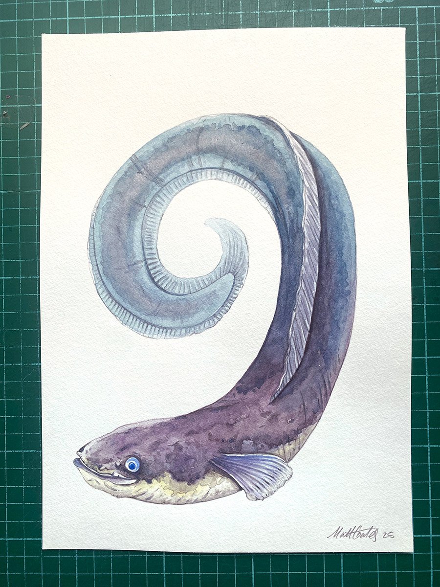 Koru-Tuna-orig.jpg