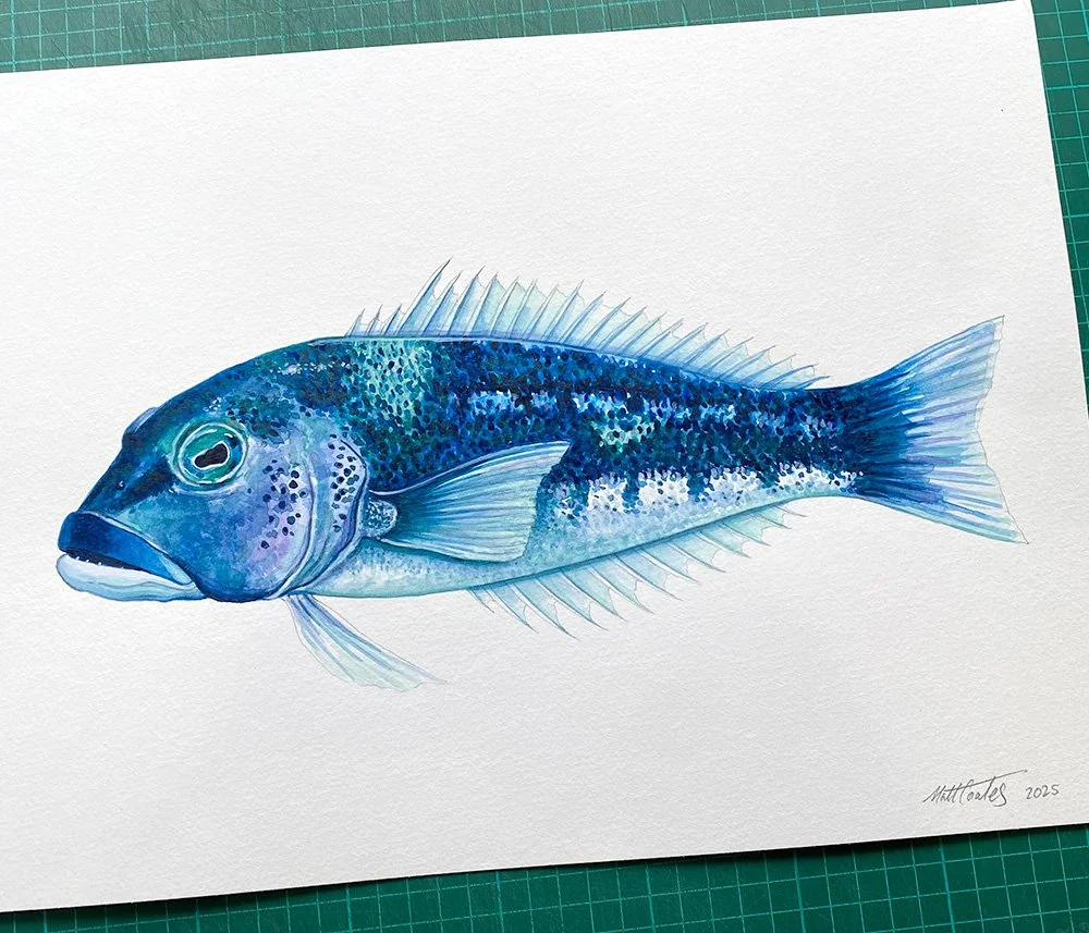 Watercolour Cod Original Art | Watercolour Art Prints | Canvas Prints