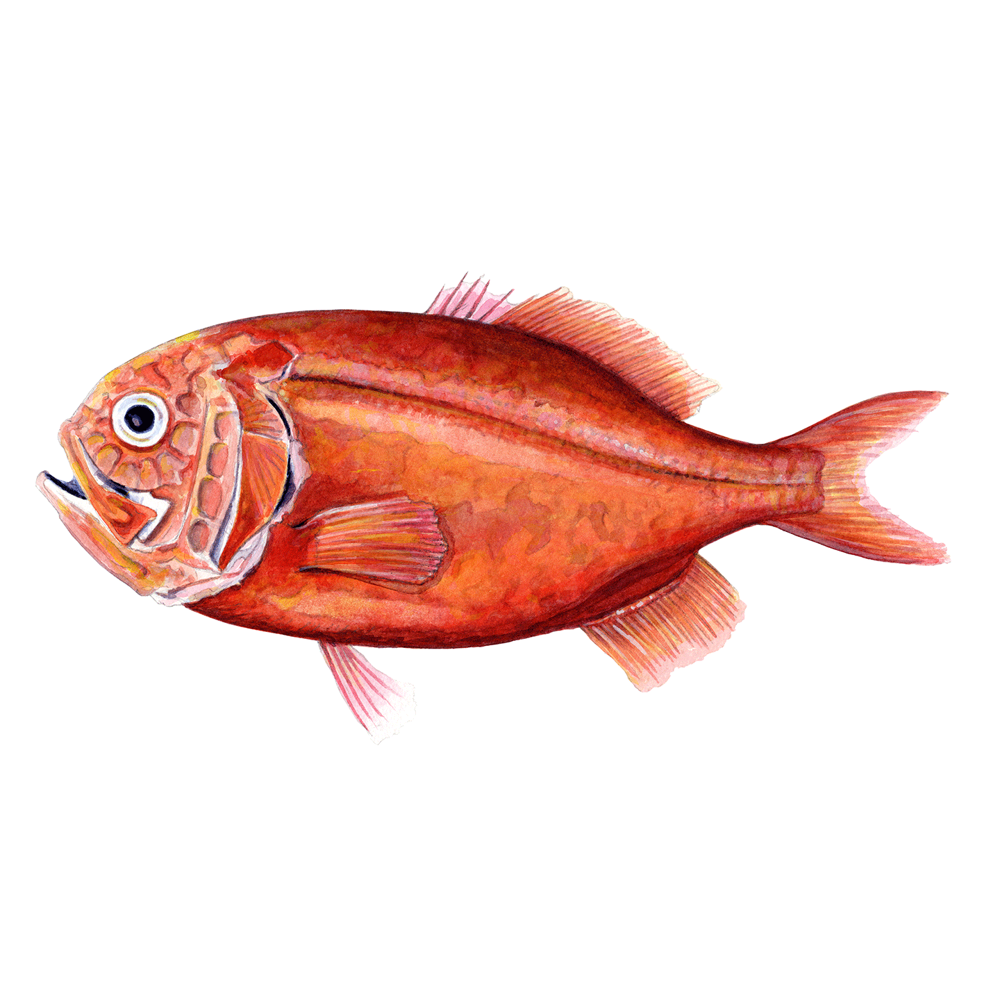 orange-roughy.png
