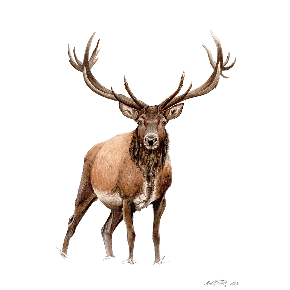 A3-Red-Stag.png