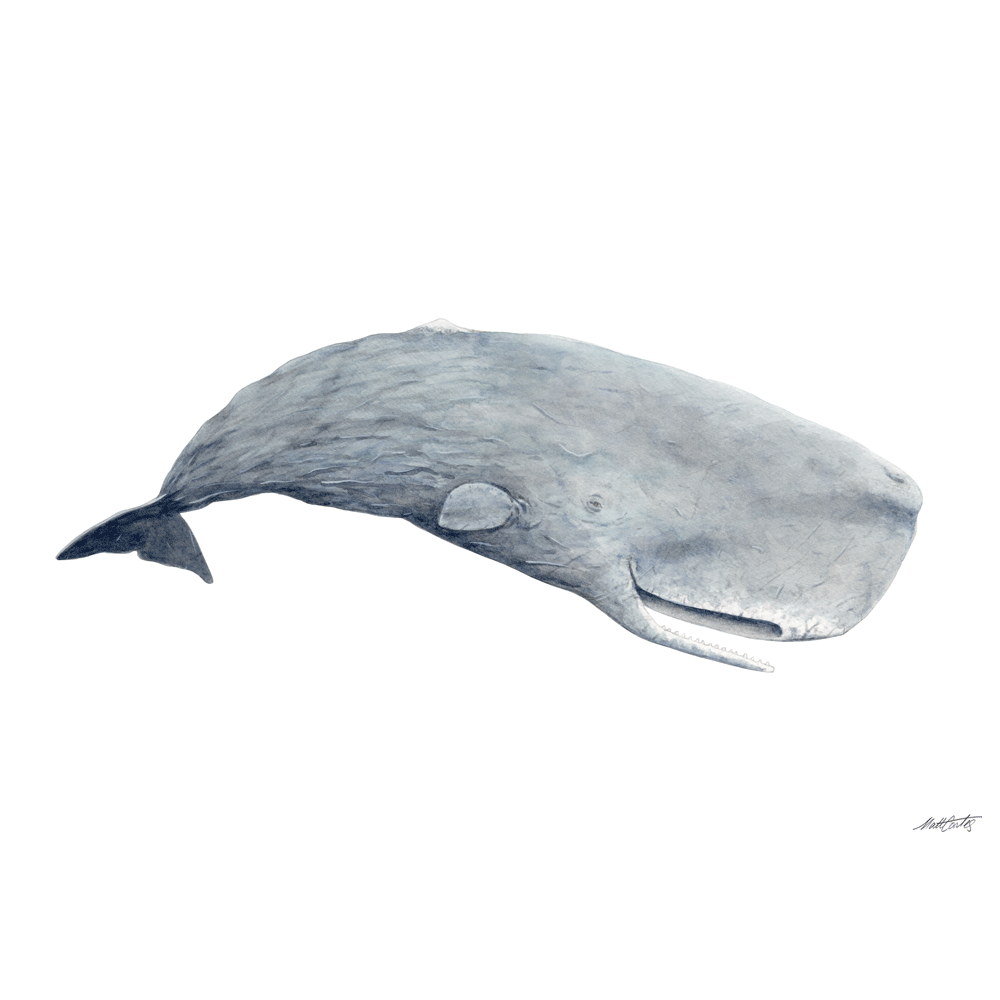 'Sperm Whale'