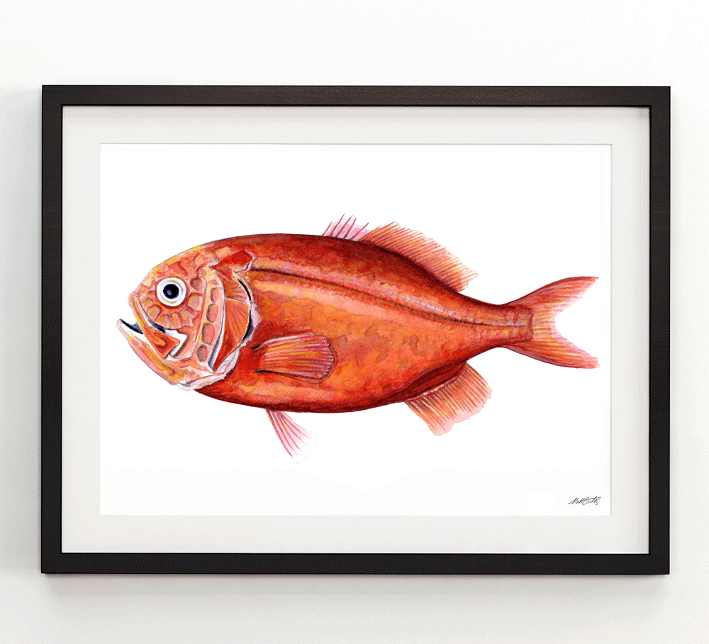 orange-roughy-framed.png