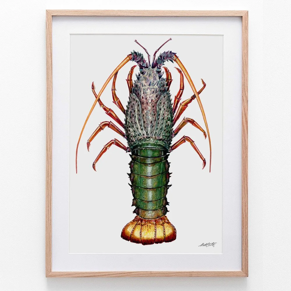 packhorse-crayfish-framed.jpg