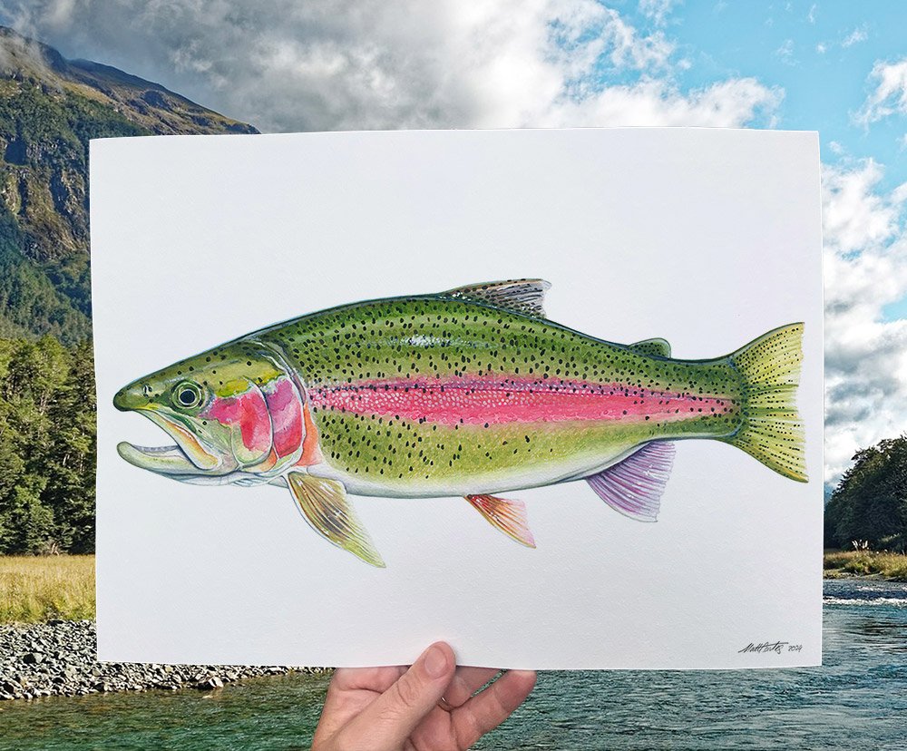 Rainbow-trout-insitu.jpg