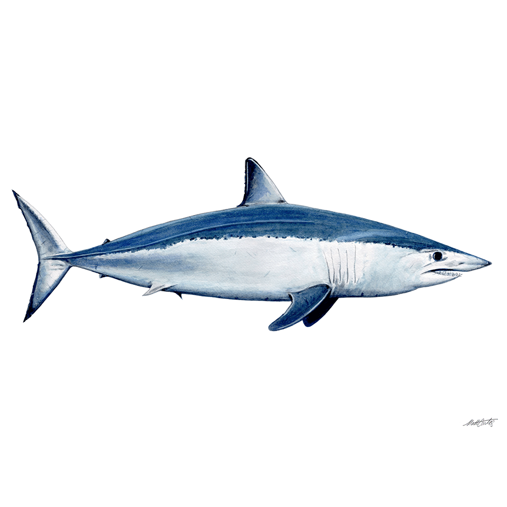 'Mako Shark'