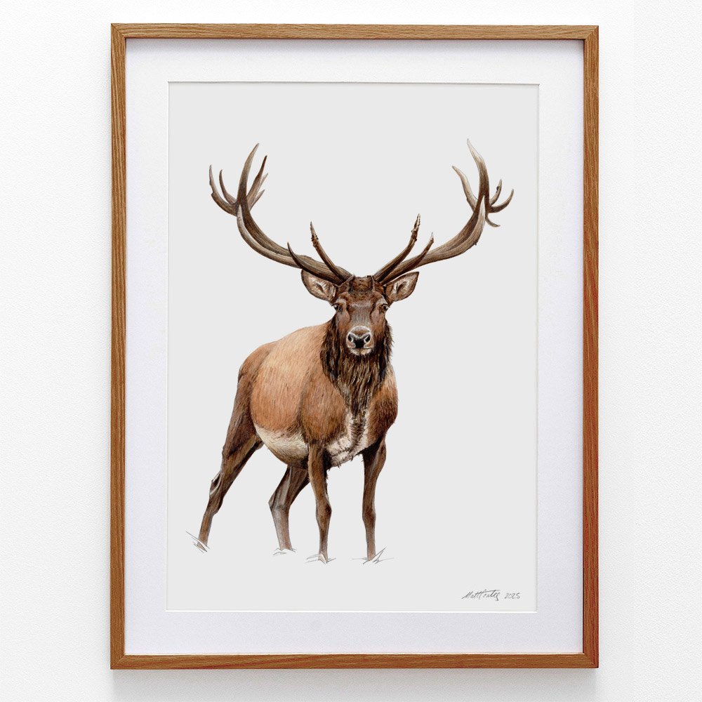 stag-framed.jpg