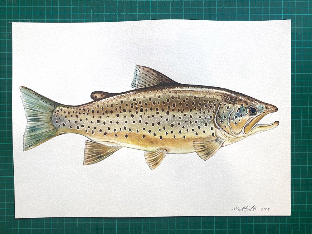 BROWN-TROUT-ORIGINAL.jpg
