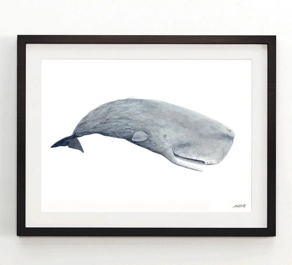 sperm-whale-framed.jpg