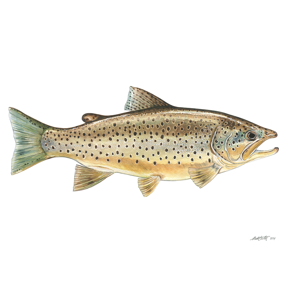 Brown-Trout-print.png