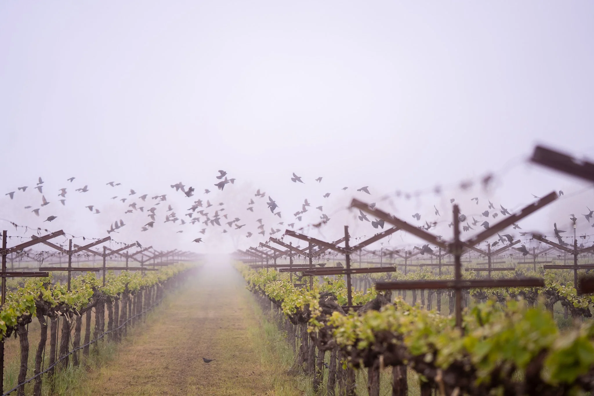 Premier Cru Solutions