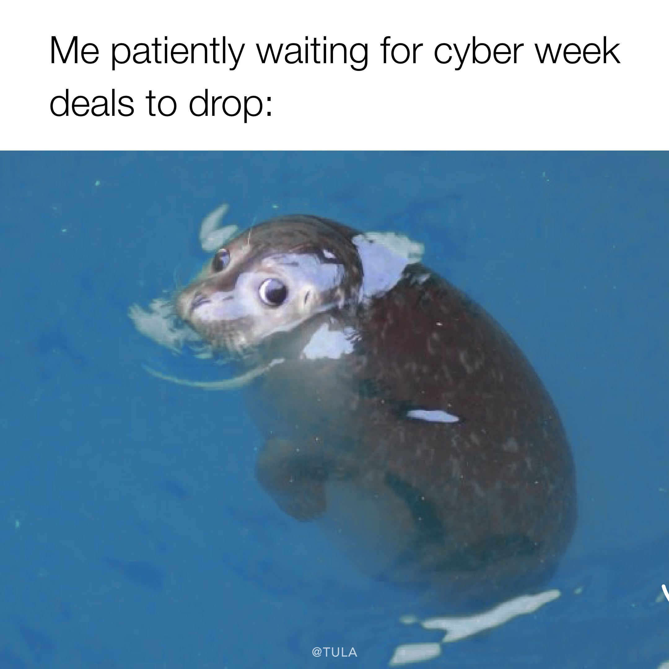 Seal meme – 1@2x.png