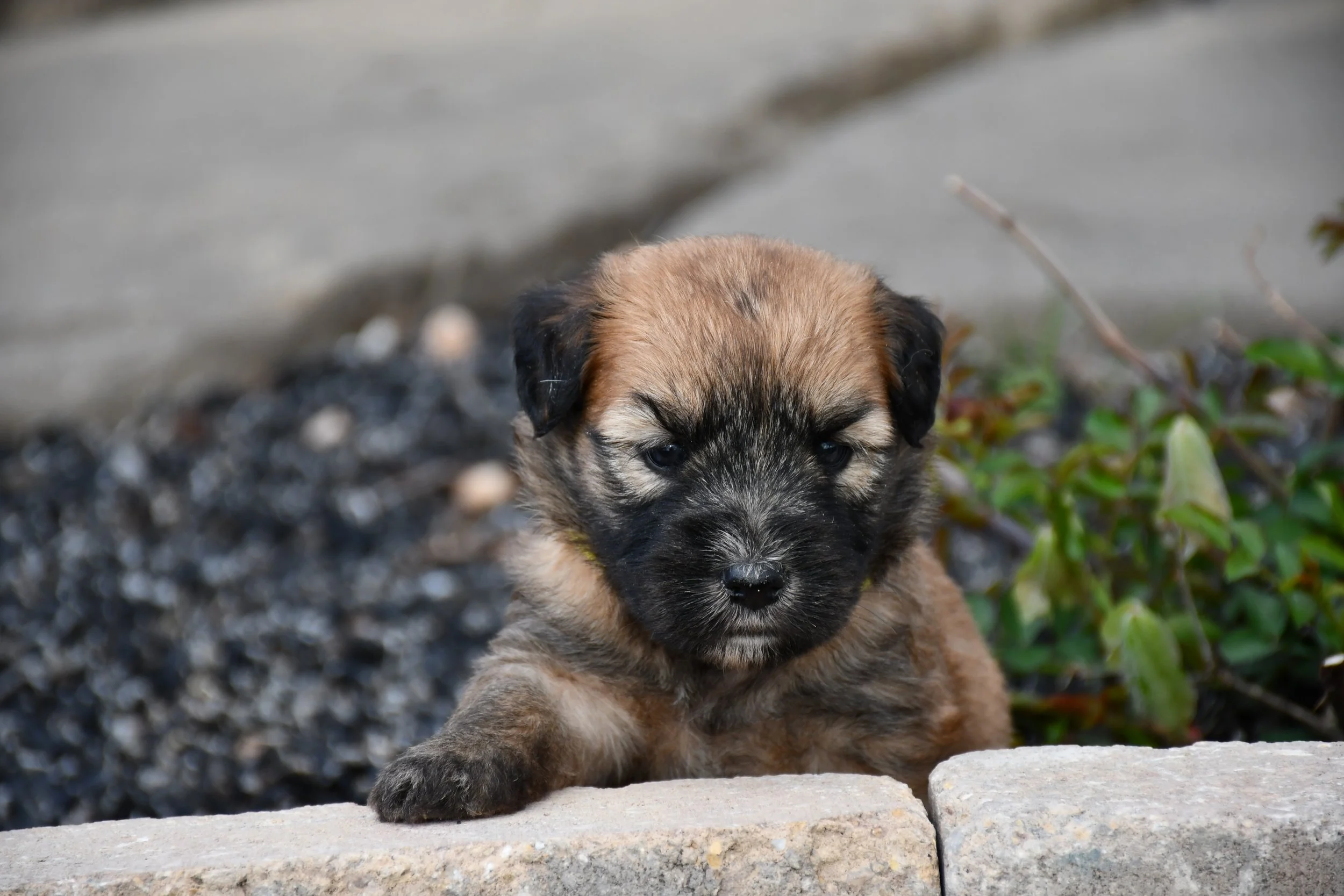 DSC_2175.JPG
