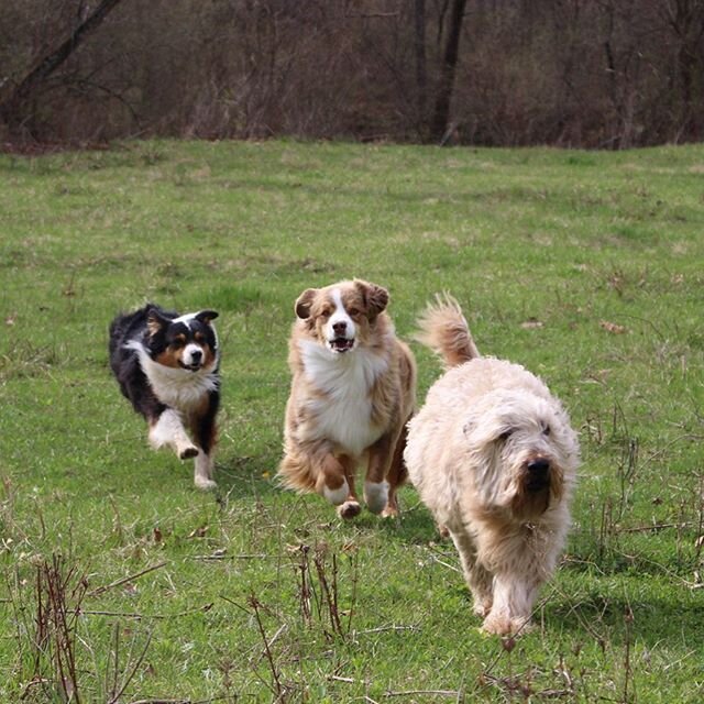 Just because he&rsquo;s a senior and retired doesn&rsquo;t mean he can&rsquo;t outrun a couple wild Aussie girls! Rok N Ratchet is still our spunky and spry boy! 🕺💙🕺