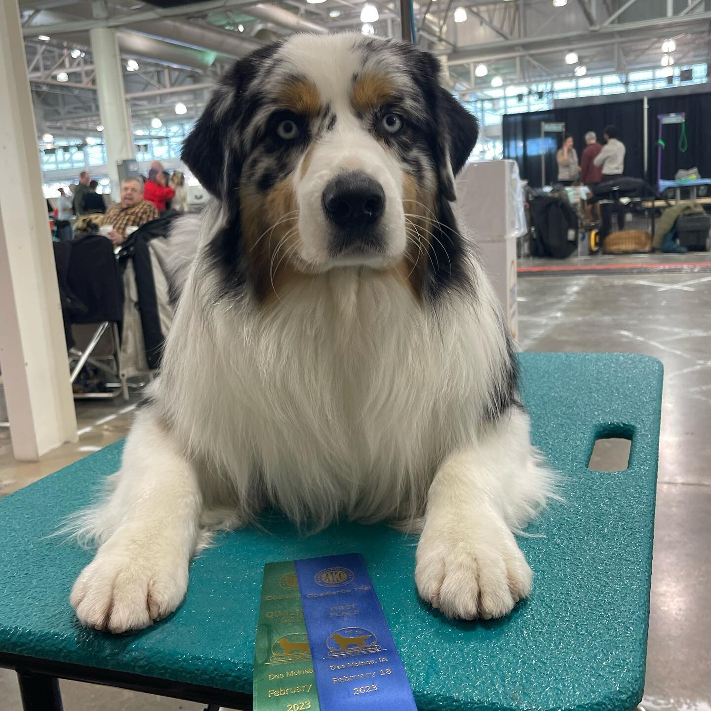 Renegade had a fun weekend! We competed in Obedience, Rally and Conformation in Des Moines at the AKC Cyclone Country Kennel Club Show/Trial on Saturday and then attended a shed hunting clinic today! 🦌 Love this boy and how he&rsquo;s always up for 