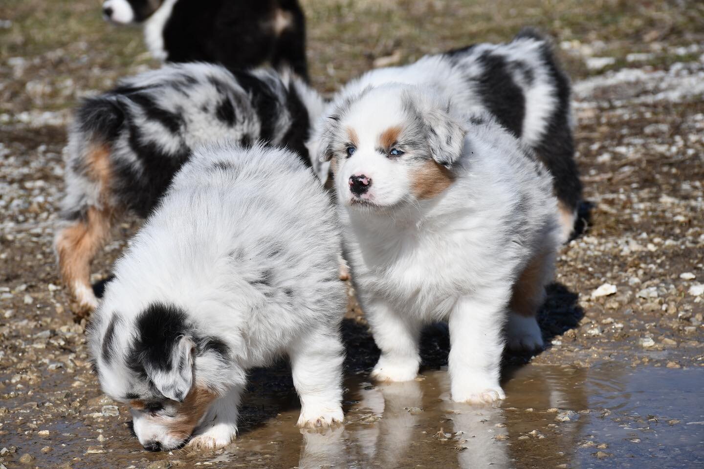 Officially introduced the 6 week old puppies to what being an Aussie really means. They played in their first mud puddle today. Paramour and Sly were definitely the biggest fans!