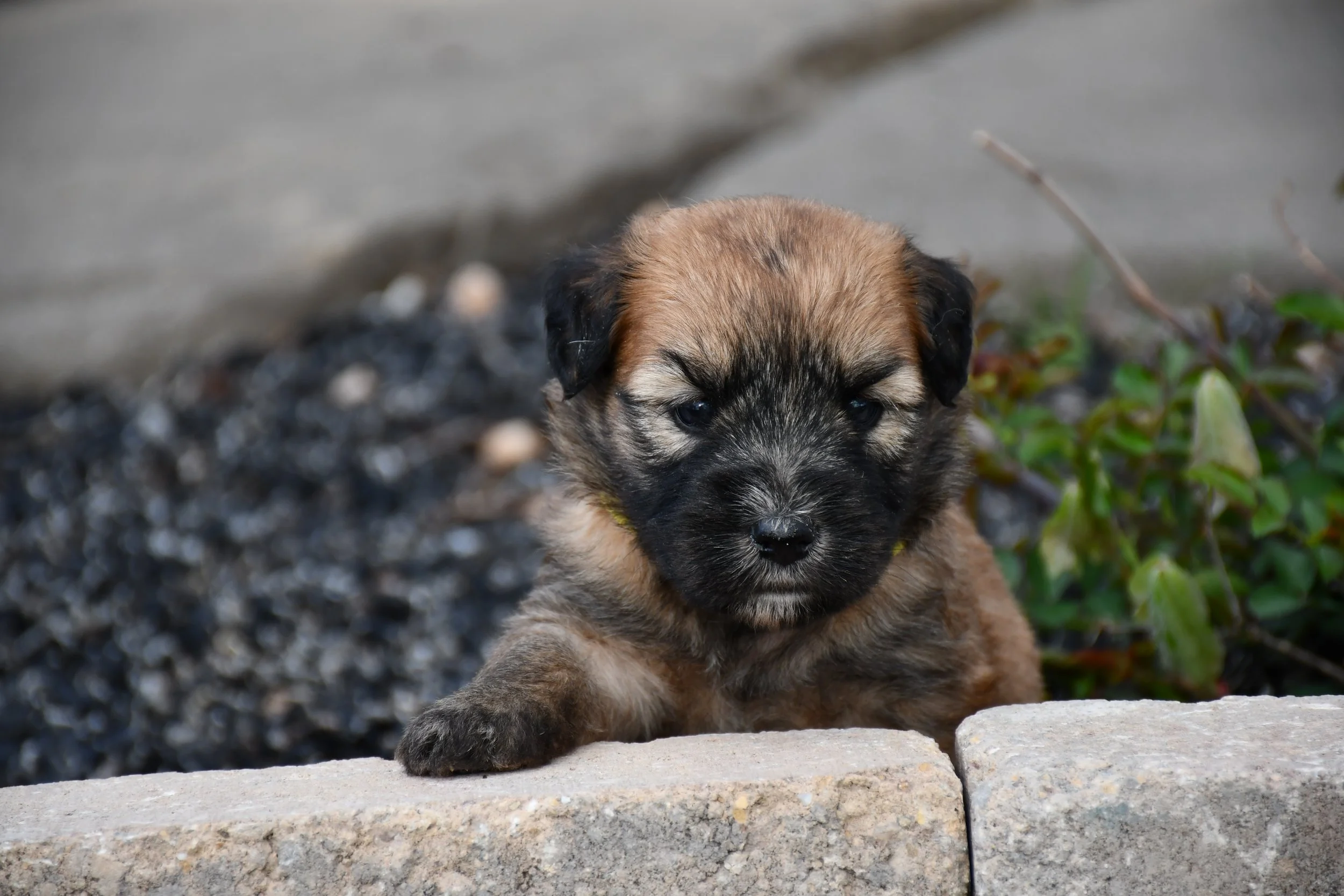 DSC_2174.JPG