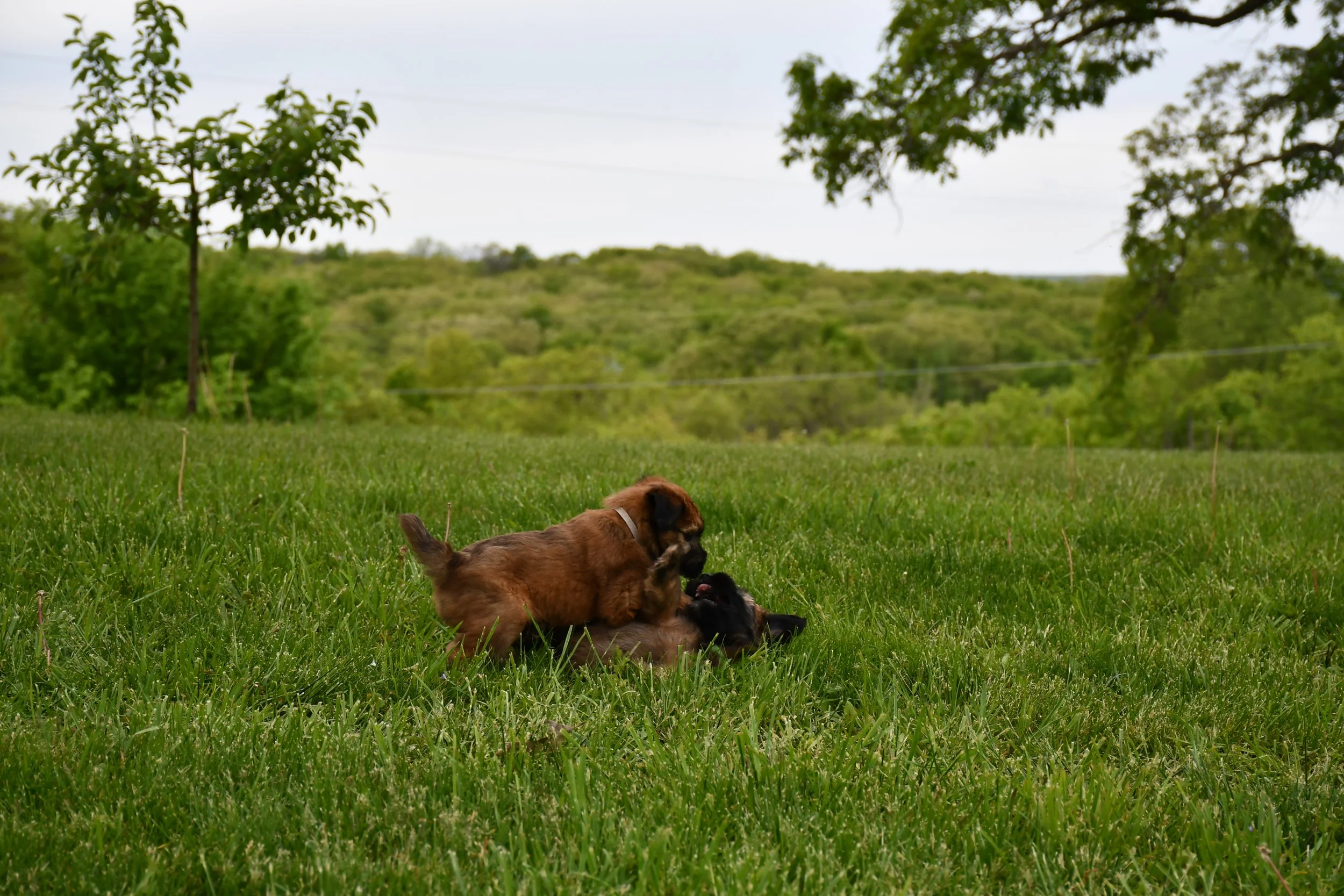 DSC_2798.JPG