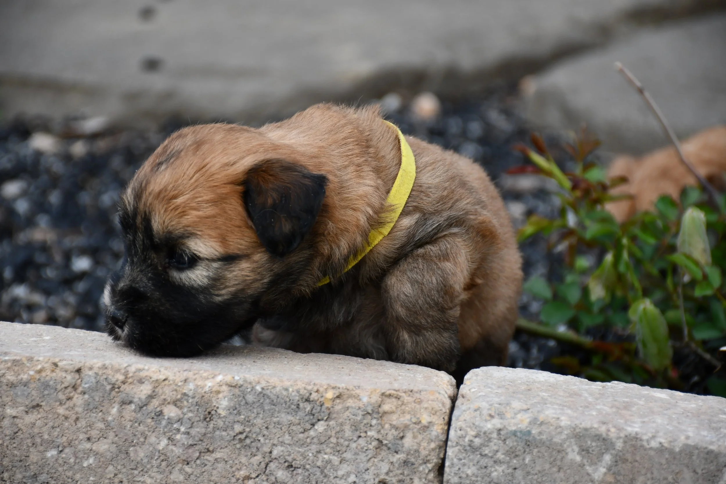 DSC_2172.JPG