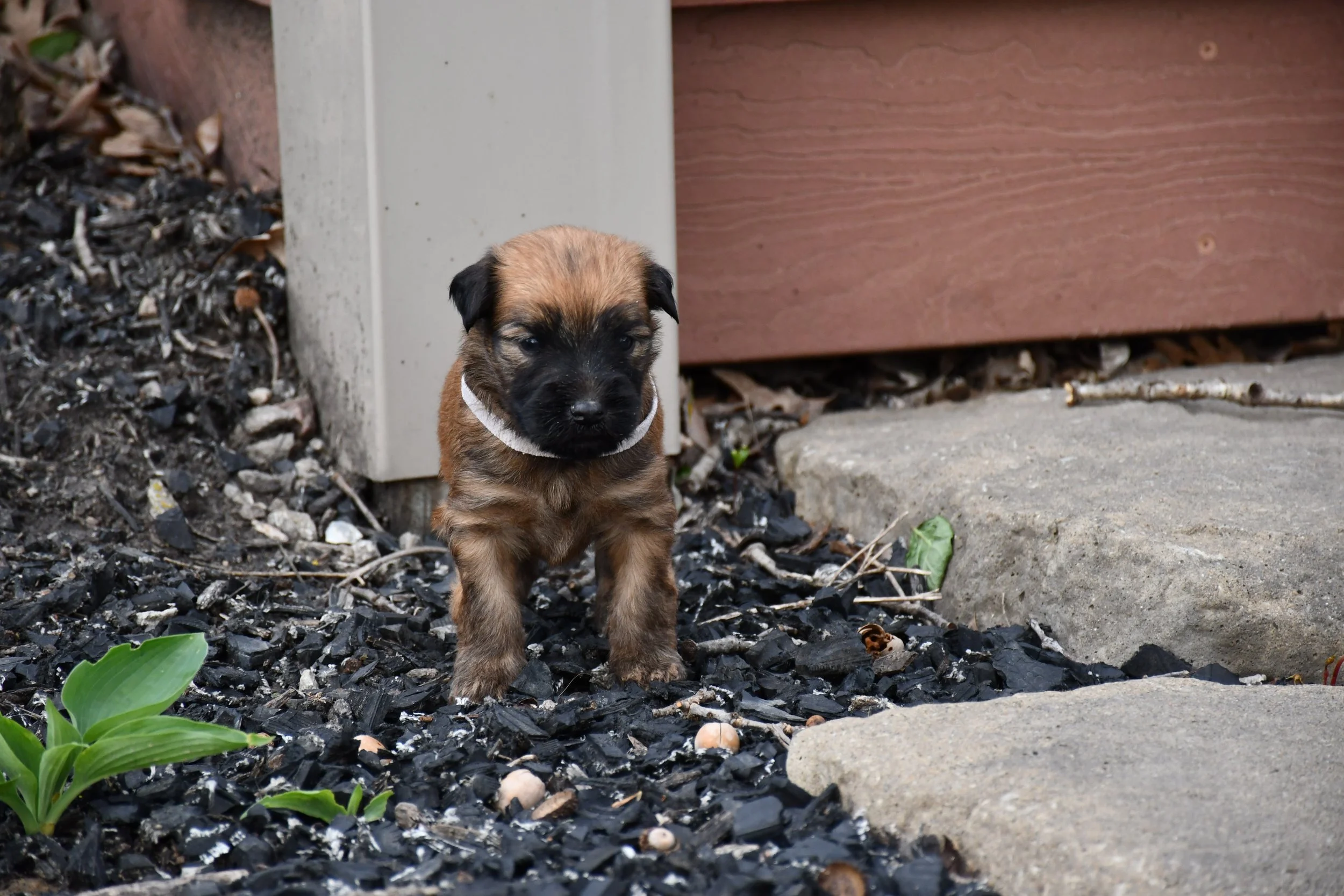 DSC_2234.JPG