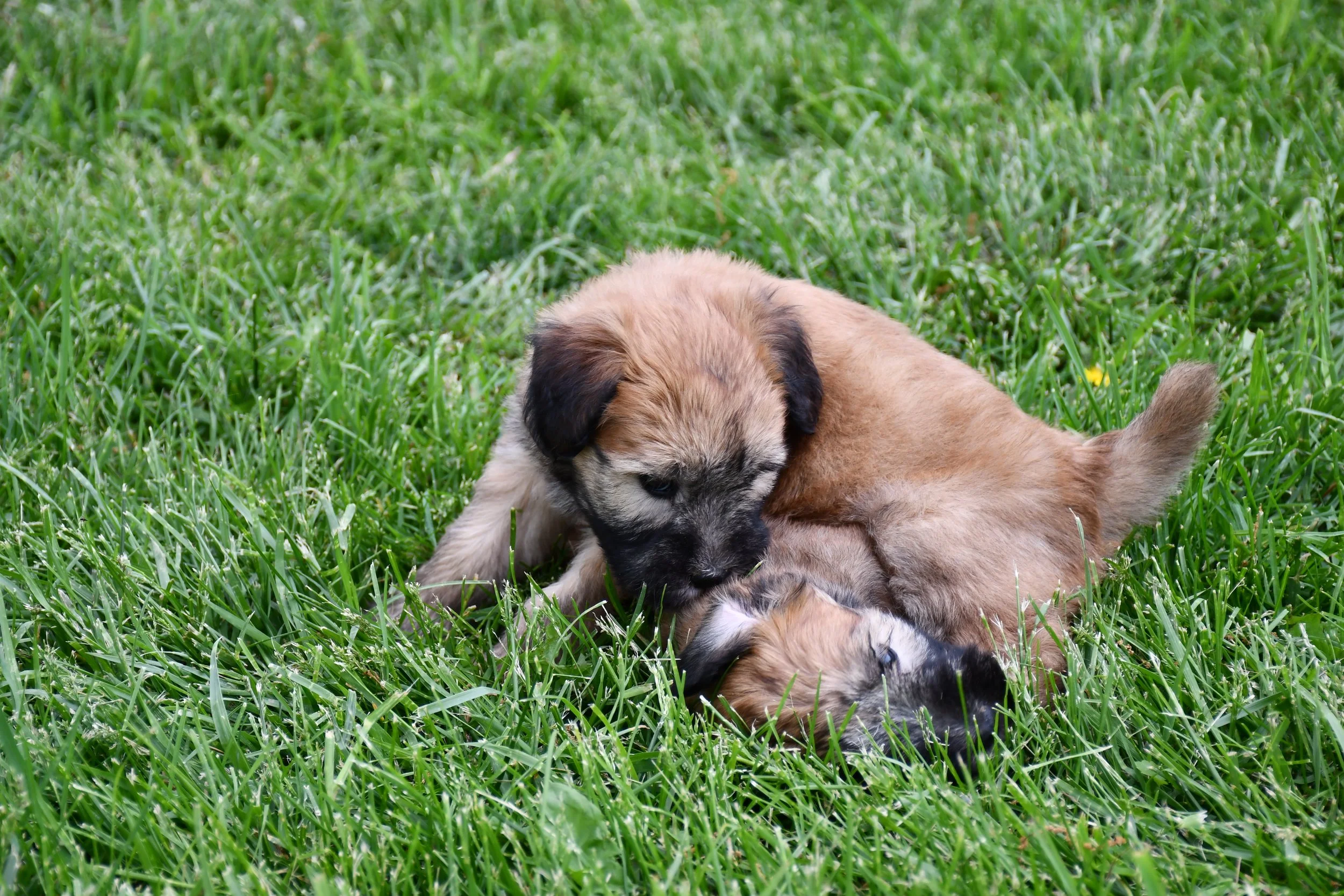 DSC_2820.JPG