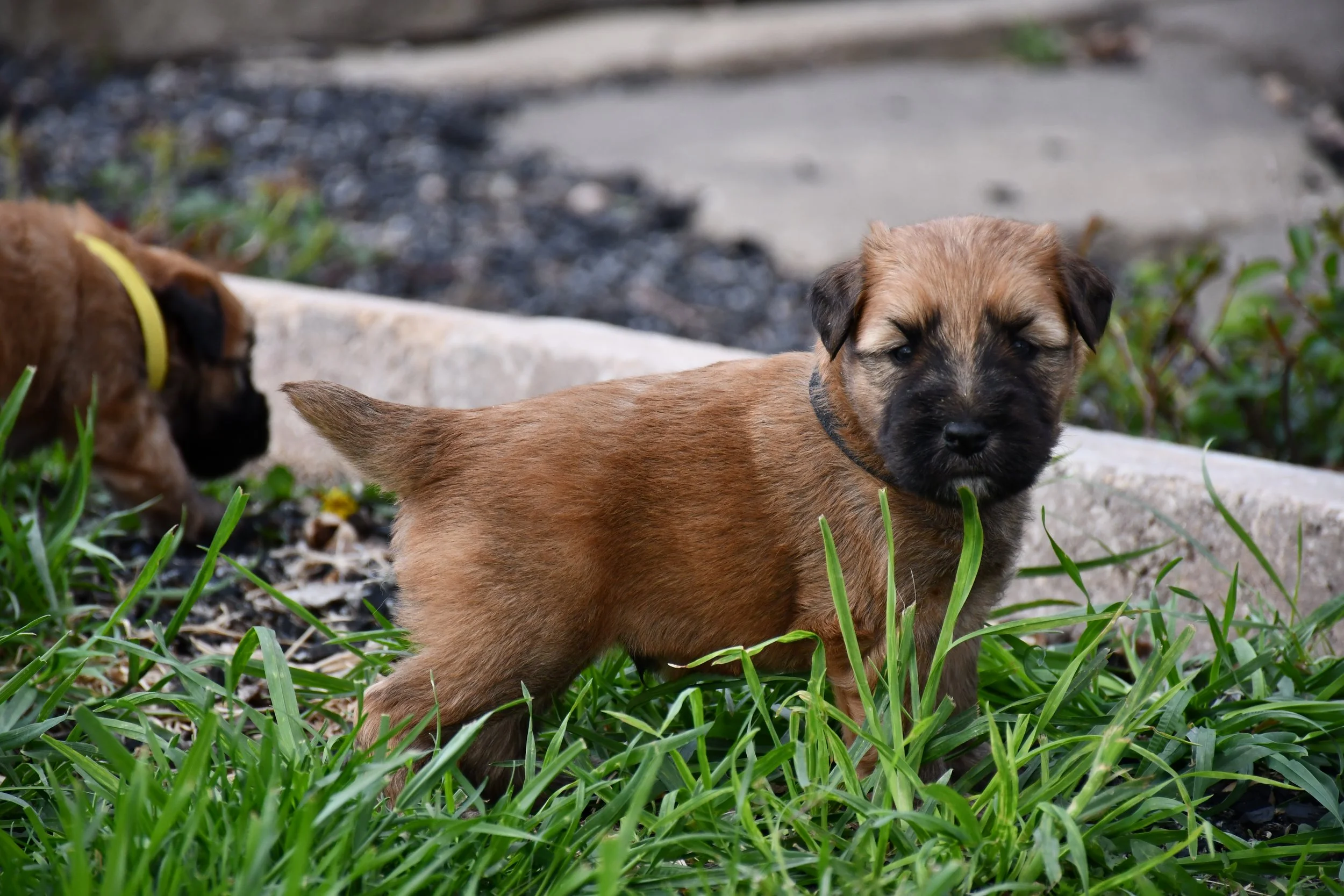 DSC_2231.JPG